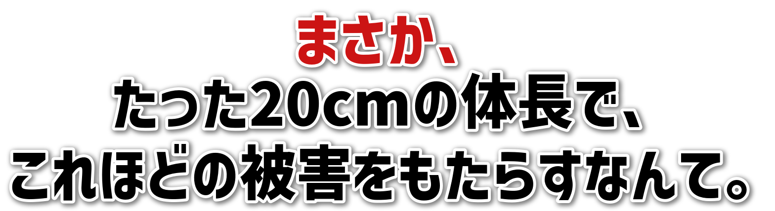 ܂A<br>20cm̑̒ŁA<br>قǂ̔Q炷ȂāB