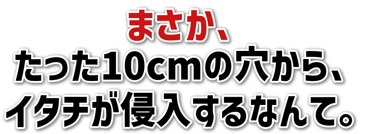 ܂A<br>10cm̌A<br>C^`NȂāB